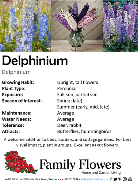 Larkspur - Delphinium