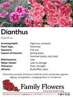 Carnation - Dianthus caryophyllus