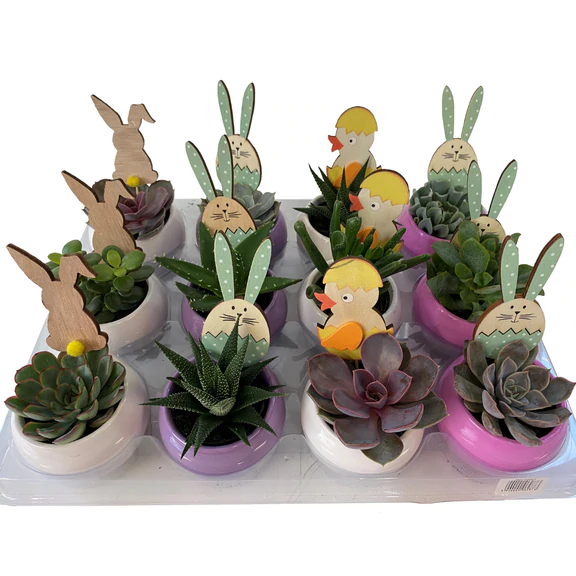 Easter Succulent