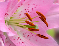 Pink Oriental Lily