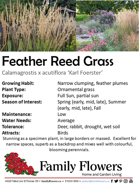 Feather Reed Grass - Calamagrostis acutiflora