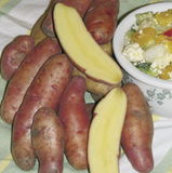 Potatoes - Seed
