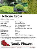 Hakone Grass - Hakonechloa