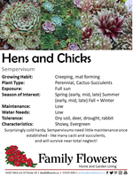 Hens+Chicks - Sempervivum