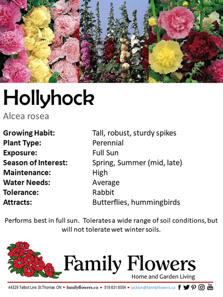 Hollyhock - Alcea