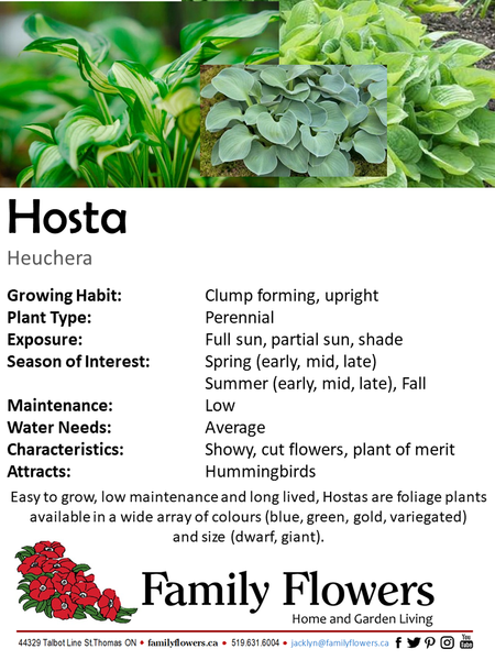 Plantain Lily - Hosta Specimen
