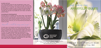 Amaryllis Bulb Package - Hippeastrum