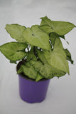 Arrowhead Plant White Butterfly - Syngonium podophyllum