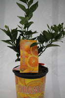 Citrus Orange Valencia