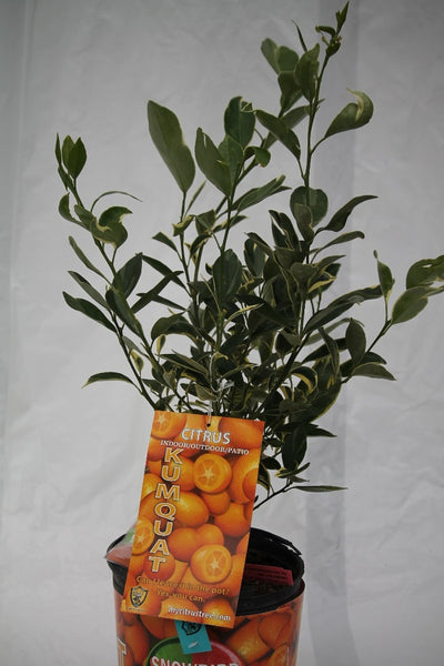 Citrus Centennial Variegated Kumquat