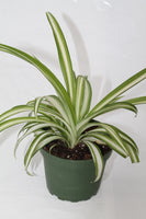 Spider Plant Variegated - Chlorophytum comosum