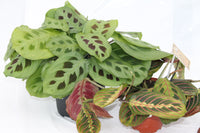 Prayer Plant Green - Maranta leuconeura