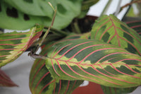Prayer Plant Red - Maranta leuconeura Erytrophylla