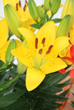 Yellow + Orange Pixie Lilies