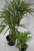 Palm Neanthe Bella/Parlour - Chamaedorea elegans