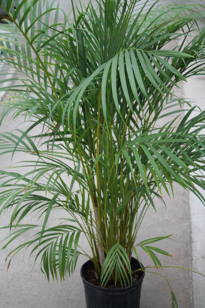 areca palm buy canada Palm Areca