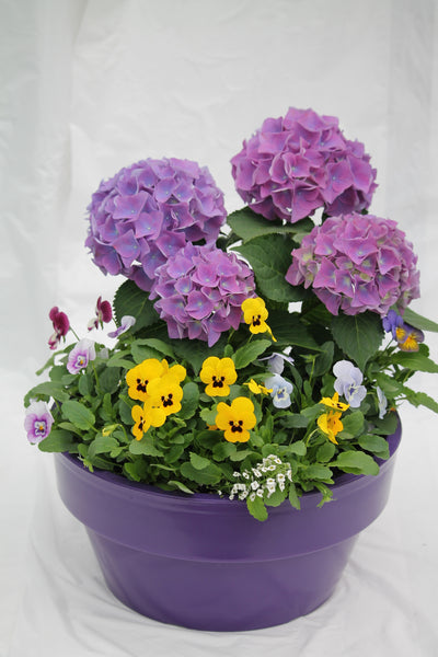 Spring Beauty Purple Bowl