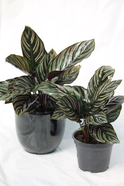 Calathea Ornata