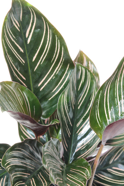 Calathea Ornata