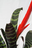 Bromeliad Flaming Sword - Vriesea splendens