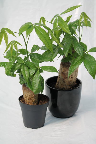 money tree family Money Tree
