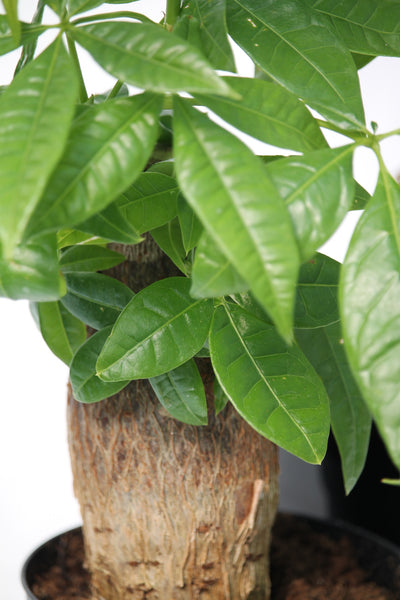 money tree family name Money Tree