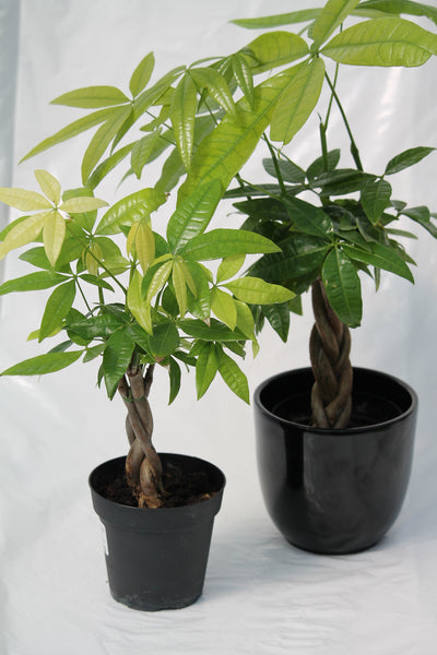 money tree serpent Money Tree