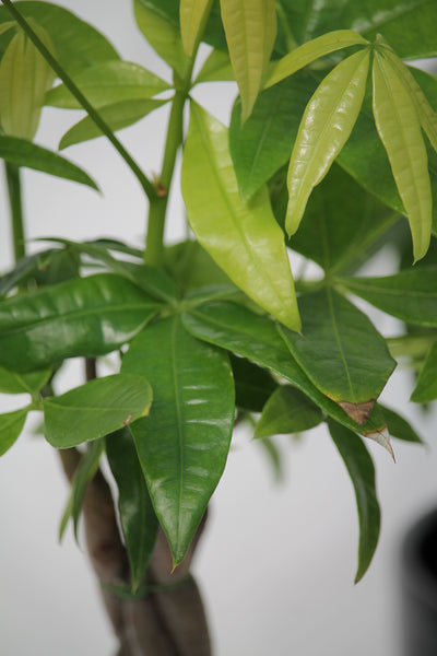 money tree family Money Tree