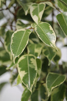 Fig Breeze - Ficus benjamina 'Breeze'