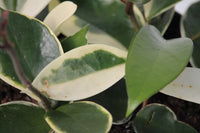 Hoya Carnosa 'variegata tricolour'