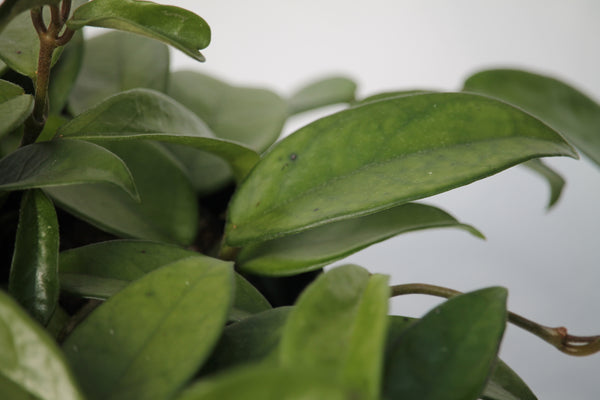 green jade wax plant Hoya Jade