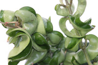 Hoya Hindu Rope - Carnosa 'compacta green'