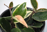 Hoya Carnosa 'variegata tricolour'