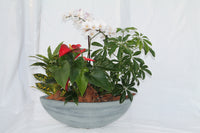 Orchid Boat Planter