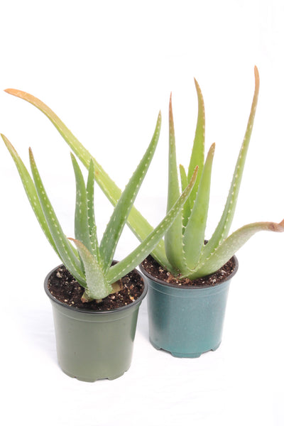 medicine aloe vera plant Aloe Vera Medicine Plant – Family Flowers Inc