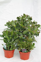 Jade Plant - Crassula ovata
