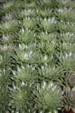 Echeveria Pointed Tips - Graptopetalum filiferum