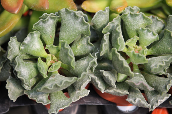 crinkle leaf succulent Crinkle Leaf Plant