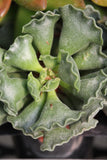 Crinkle Leaf Plant - Adromischus cristatus