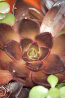 Echeveria