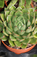 Echeveria