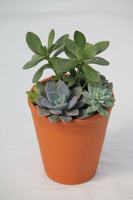 Succulent in Clay