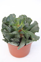 Crinkle Leaf Plant - Adromischus cristatus