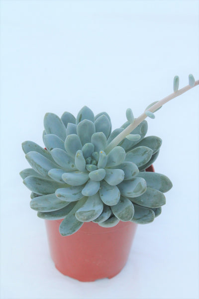 elegans blue succulent Echeveria elegans 'Blue' – Family Flowers Inc