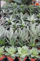 Haworthia