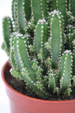 Fairytale Cactus - Acanthocereus tetragonus