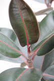 Fig Rubber Plant Burgundy - Ficus elastica 'Burgundy'