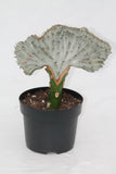 Coral Cactus - Euphorbia lactea forma cristata