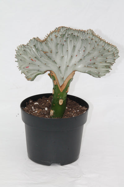 frankenstein succulent Coral Cactus