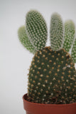 Cactus Bunny Ears - Optunia microdasys